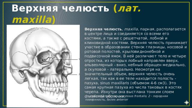 Кость принимающая участие в образовании стенок носовой полости и глазниц