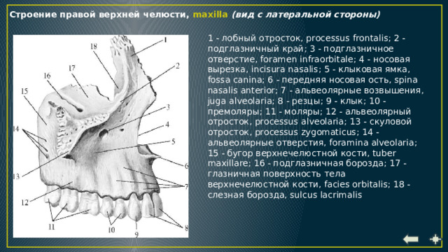 Передний резец верхней челюсти фото