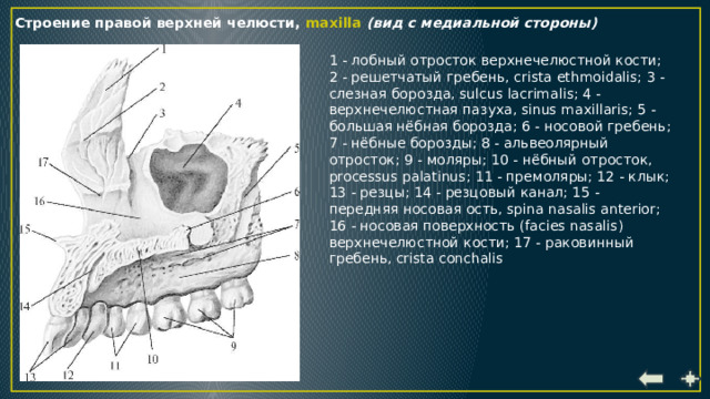 Правая верхнечелюстная пазуха где находится картинка