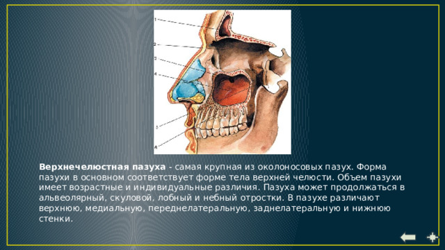 Верхнечелюстная пазуха картинка