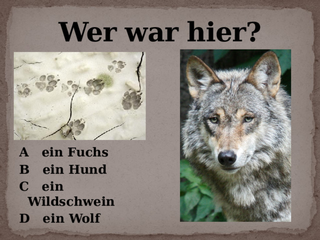 Wer war hier?  A ein Fuchs B ein Hund C ein Wildschwein D ein Wolf 