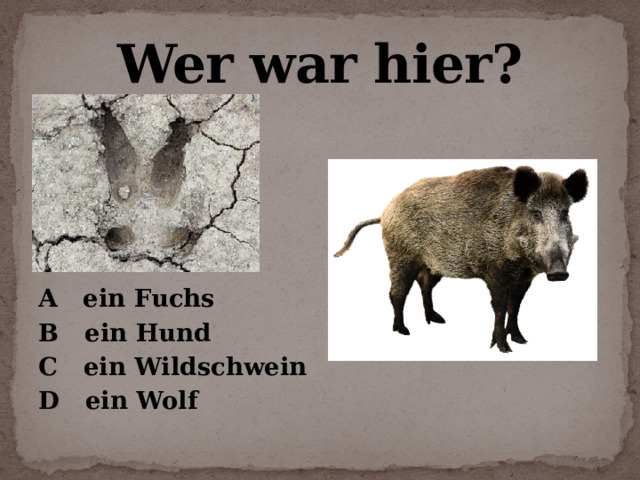 Wer war hier?  A ein Fuchs B ein Hund C ein Wildschwein D ein Wolf 