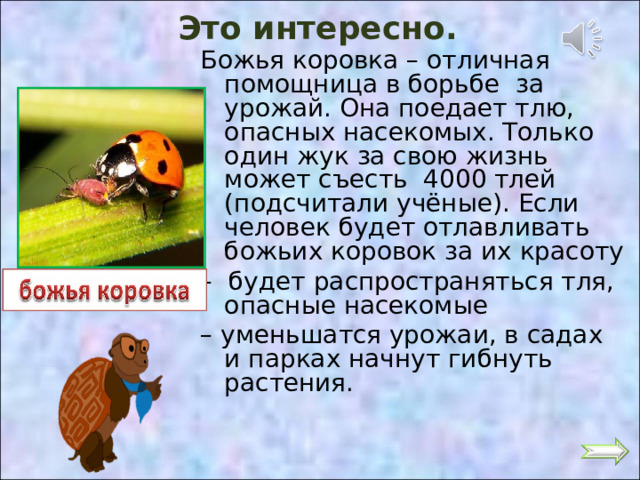 Это интересно. Божья коровка – отличная помощница в борьбе за урожай. Она поедает тлю, опасных насекомых. Только один жук за свою жизнь может съесть 4000 тлей (подсчитали учёные). Если человек будет отлавливать божьих коровок за их красоту – будет распространяться тля, опасные насекомые – уменьшатся урожаи, в садах и парках начнут гибнуть растения. 