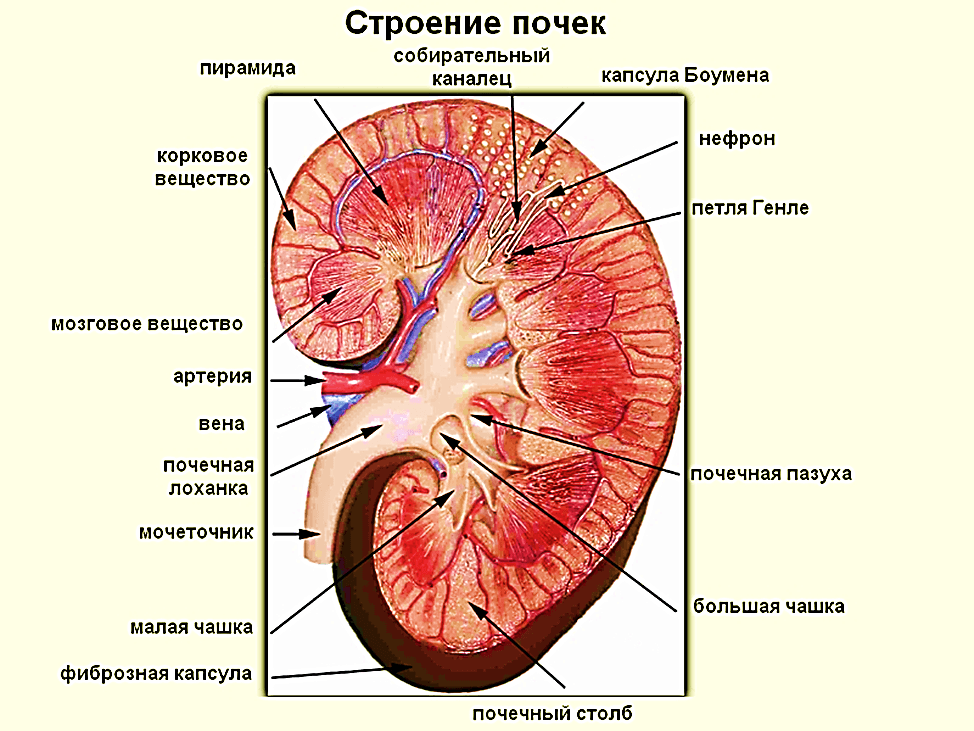 Какая структурная единица почки изображена на рисунке что обозначено цифрой 5