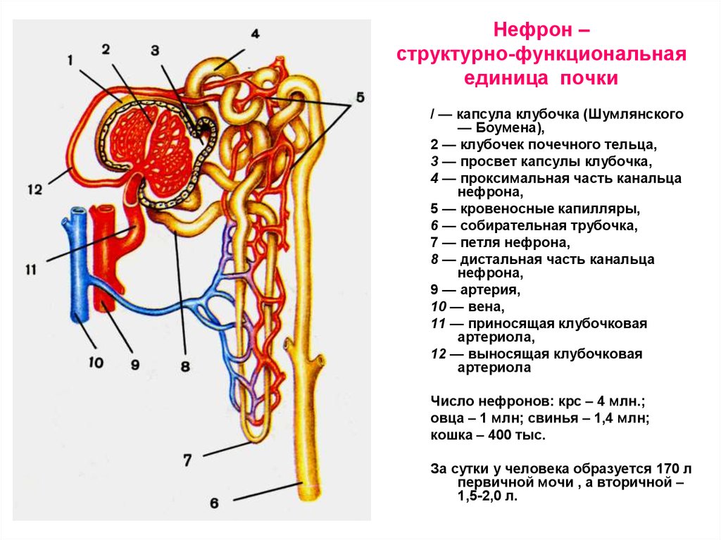 Что находится внутри структуры обозначенной на рисунке цифрой 1 ответ впиши 1 слово