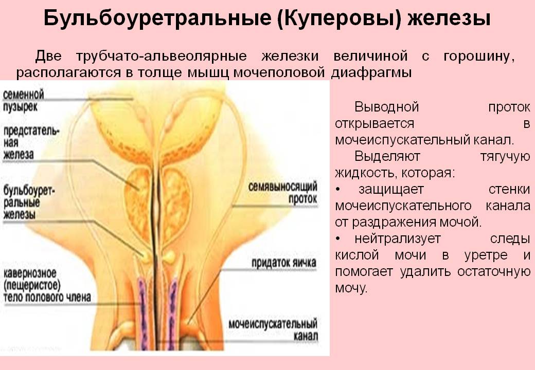 Куперовы железы фото