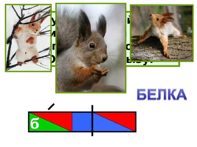 Хожу в пушистой шубе,  Живу в густом лесу.  В дупле на старом дубе  Орешки я грызу. 