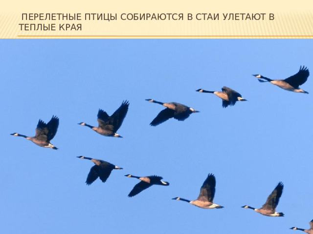  Перелетные птицы собираются в стаи улетают в теплые края 
