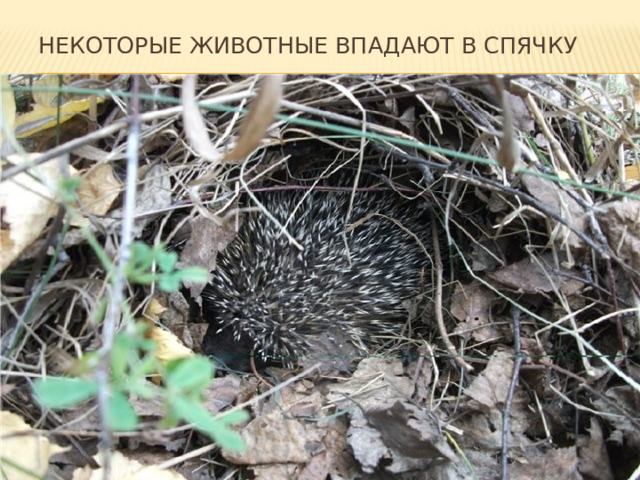 Некоторые животные впадают в спячку 