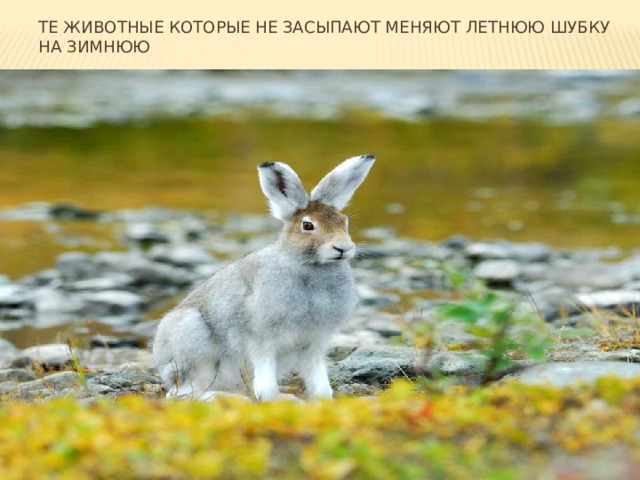 Те животные которые не засыпают меняют летнюю шубку на зимнюю 