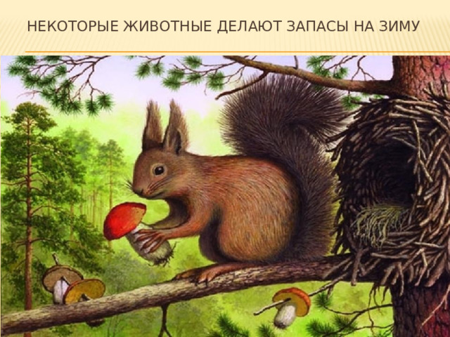 Некоторые животные делают запасы на зиму  