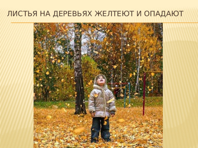 Листья на деревьях желтеют и опадают 