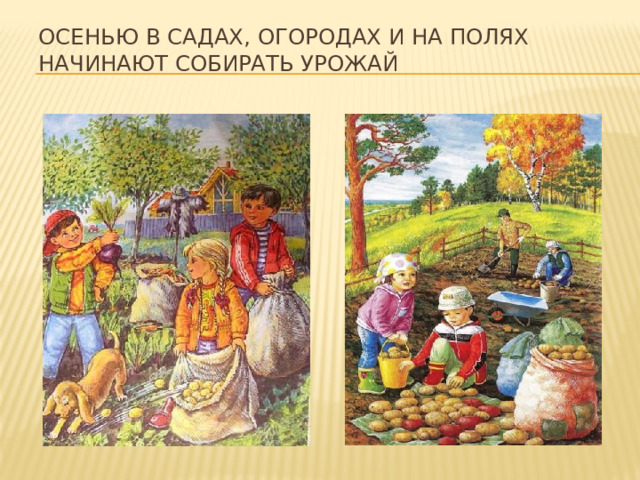 Осенью в садах, огородах и на полях начинают собирать урожай 