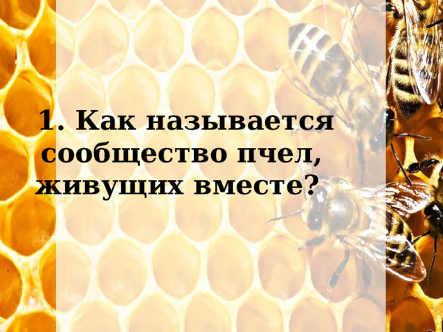   1. Как называется сообщество пчел,  живущих вместе?   
