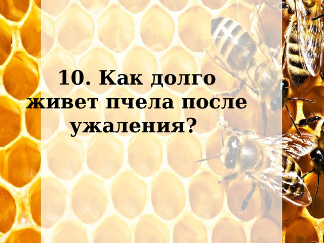 10. Как долго живет пчела после ужаления? 