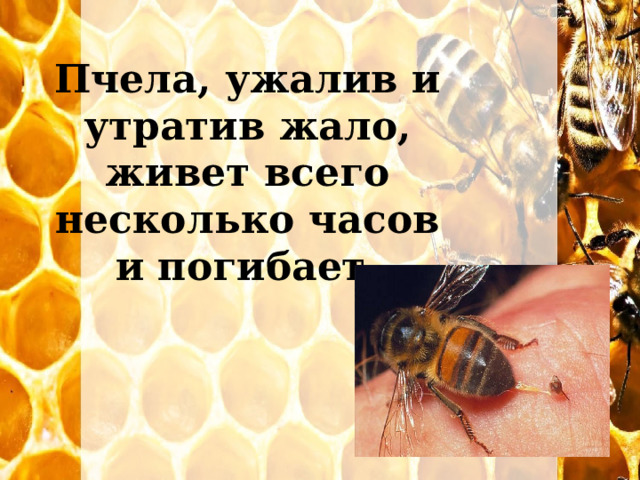 Пчела, ужалив и утратив жало, живет всего несколько часов и погибает. 