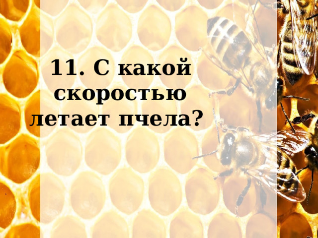 11. С какой скоростью летает пчела? 