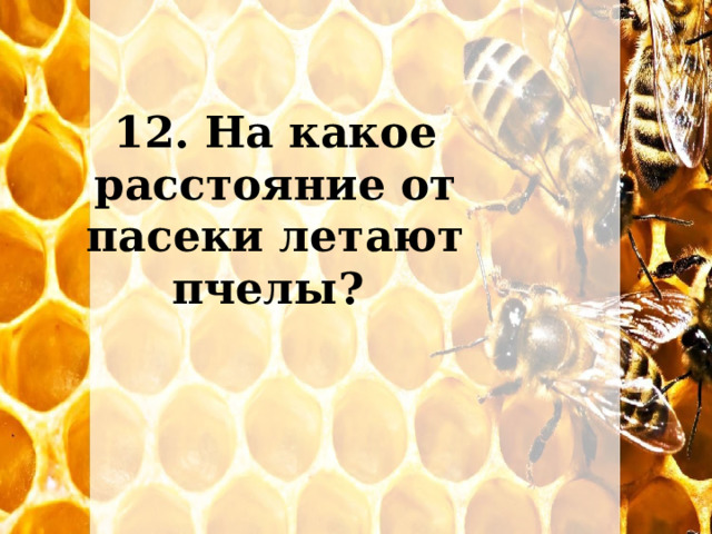 12. На какое расстояние от пасеки летают пчелы? 