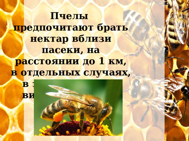 Пчелы предпочитают брать нектар вблизи пасеки, на расстоянии до 1 км, в отдельных случаях, в зависимости от вида пчел, 3-4 км 