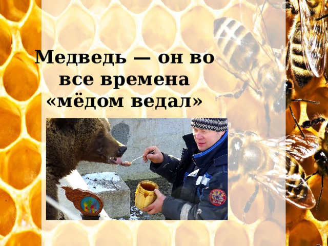 Медведь — он во все времена «мёдом ведал» 