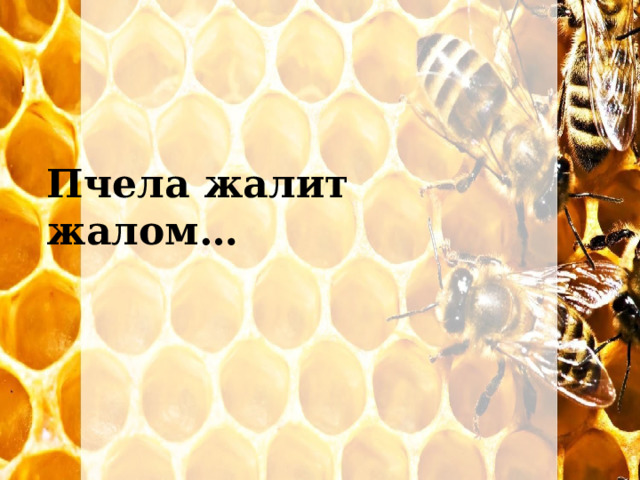 Пчела жалит жалом… 