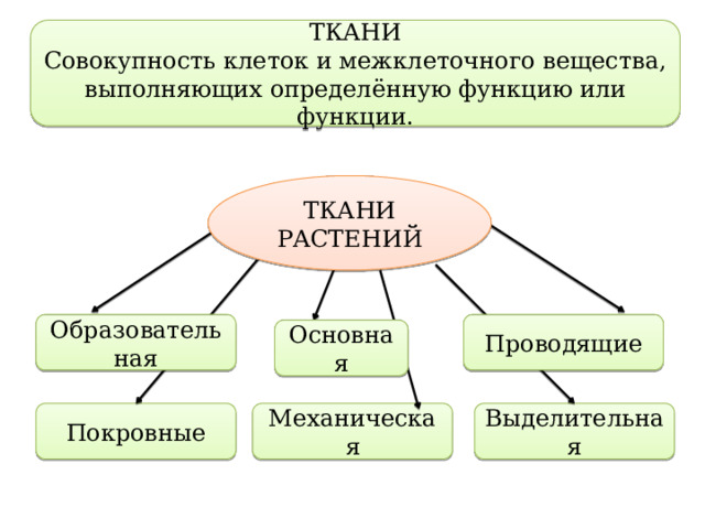 ТКАНИ Совокупность клеток и межклеточного вещества, выполняющих определённую функцию или функции. ТКАНИ РАСТЕНИЙ Образовательная Проводящие Основная Выделительная Механическая Покровные 