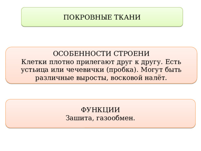 ПОКРОВНЫЕ ТКАНИ ОСОБЕННОСТИ СТРОЕНИ Клетки плотно прилегают друг к другу. Есть устьица или чечевички (пробка). Могут быть различные выросты, восковой налёт. ФУНКЦИИ Зашита, газообмен. 