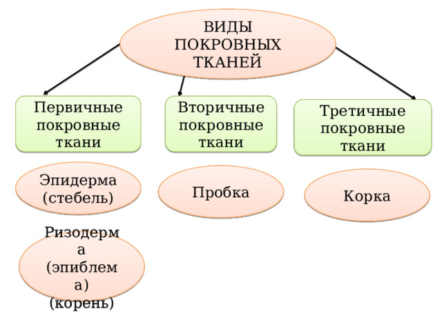 ВИДЫ ПОКРОВНЫХ ТКАНЕЙ Первичные покровные ткани Вторичные покровные ткани Третичные покровные ткани Эпидерма (стебель) Пробка Корка Ризодерма (эпиблема) (корень) 