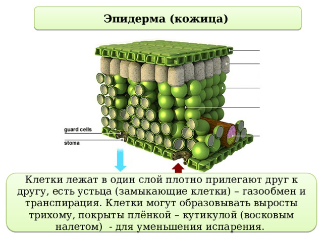 Эпидерма (кожица) Клетки лежат в один слой плотно прилегают друг к другу, есть устьца (замыкающие клетки) – газообмен и транспирация. Клетки могут образовывать выросты трихому, покрыты плёнкой – кутикулой (восковым налетом) - для уменьшения испарения. 