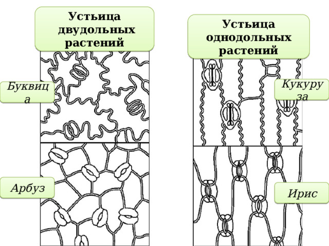 Устьица  двудольных растений Устьица однодольных растений Кукуруза Буквица Арбуз Ирис 