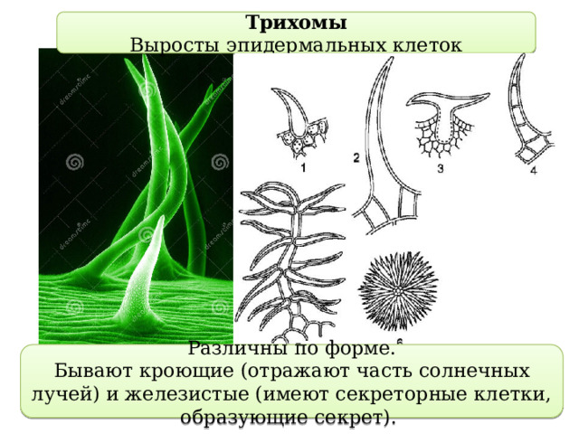 Трихомы Выросты эпидермальных клеток Различны по форме. Бывают кроющие (отражают часть солнечных лучей) и железистые (имеют секреторные клетки, образующие секрет). 