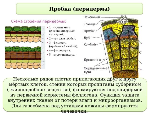 Пробка (перидерма) Несколько рядов плотно прилегающих друг к другу мёртвых клеток, стенки которых пропитаны суберином ( жироподобное вещество), формируются под эпидермой из первичной меристемы феллогена. Функция защита внутренних тканей от потери влаги и микроорганизмов. Для газообмена под устицами кожицы формируются чечевички. 