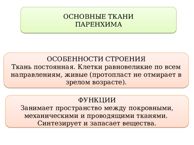 ОСНОВНЫЕ ТКАНИ ПАРЕНХИМА ОСОБЕННОСТИ СТРОЕНИЯ Ткань постоянная. Клетки равновеликие по всем направлениям, живые (протопласт не отмирает в зрелом возрасте). ФУНКЦИИ Занимает пространство между покровными, механическими и проводящими тканями. Синтезирует и запасает вещества. 