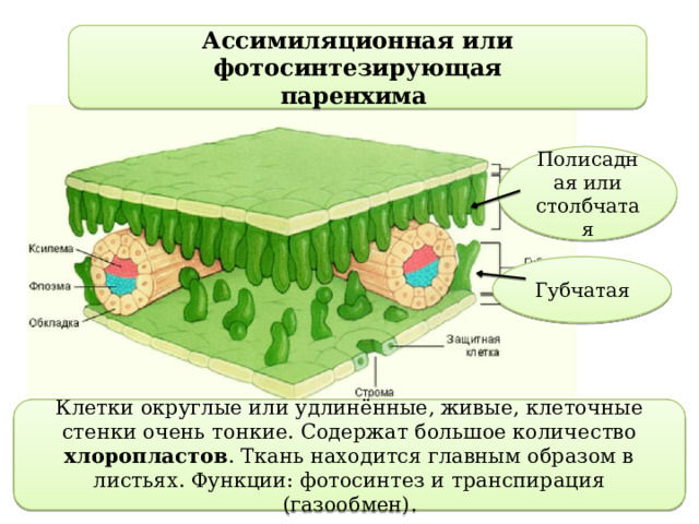 Ассимиляционная или фотосинтезирующая паренхима Полисадная или столбчатая Губчатая Клетки округлые или удлинённые, живые, клеточные стенки очень тонкие. Содержат большое количество хлоропластов . Ткань находится главным образом в листьях. Функции: фотосинтез и транспирация (газообмен). 