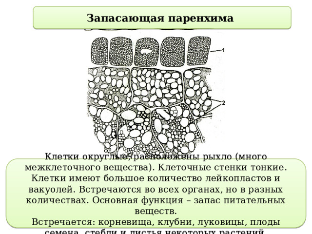 Запасающая паренхима Клетки округлые, расположены рыхло (много межклеточного вещества). Клеточные стенки тонкие. Клетки имеют большое количество лейкопластов и вакуолей. Встречаются во всех органах, но в разных количествах. Основная функция – запас питательных веществ. Встречается: корневища, клубни, луковицы, плоды семена, стебли и листья некоторых растений. 