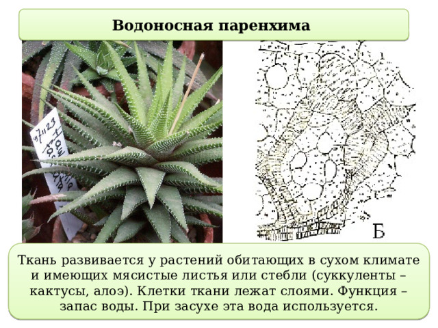 Водоносная паренхима Ткань развивается у растений обитающих в сухом климате и имеющих мясистые листья или стебли (суккуленты – кактусы, алоэ). Клетки ткани лежат слоями. Функция – запас воды. При засухе эта вода используется. 