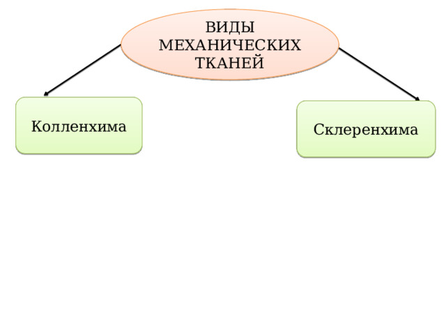 ВИДЫ МЕХАНИЧЕСКИХ ТКАНЕЙ Колленхима Склеренхима 