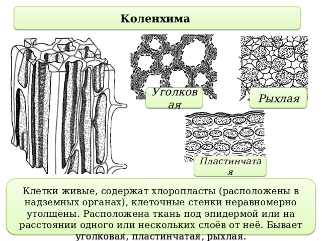 Коленхима Уголковая Рыхлая Пластинчатая Клетки живые, содержат хлоропласты (расположены в надземных органах), клеточные стенки неравномерно утолщены. Расположена ткань под эпидермой или на расстоянии одного или нескольких слоёв от неё. Бывает уголковая, пластинчатая, рыхлая. 