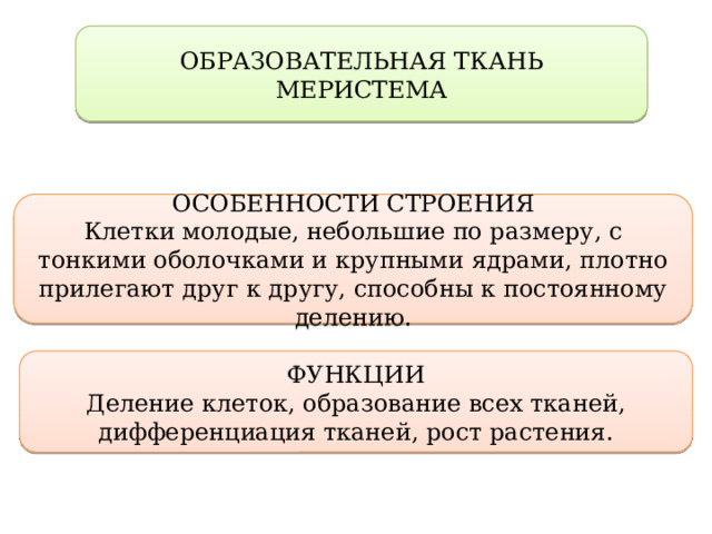 ОБРАЗОВАТЕЛЬНАЯ ТКАНЬ МЕРИСТЕМА ОСОБЕННОСТИ СТРОЕНИЯ Клетки молодые, небольшие по размеру, с тонкими оболочками и крупными ядрами, плотно прилегают друг к другу, способны к постоянному делению. ФУНКЦИИ Деление клеток, образование всех тканей, дифференциация тканей, рост растения. 