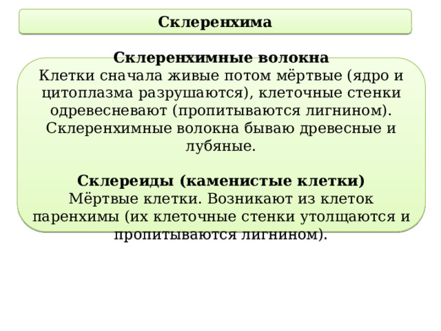 Склеренхима Склеренхимные волокна Клетки сначала живые потом мёртвые (ядро и цитоплазма разрушаются), клеточные стенки одревесневают (пропитываются лигнином). Склеренхимные волокна бываю древесные и лубяные. Склереиды (каменистые клетки) Мёртвые клетки. Возникают из клеток паренхимы (их клеточные стенки утолщаются и пропитываются лигнином). 