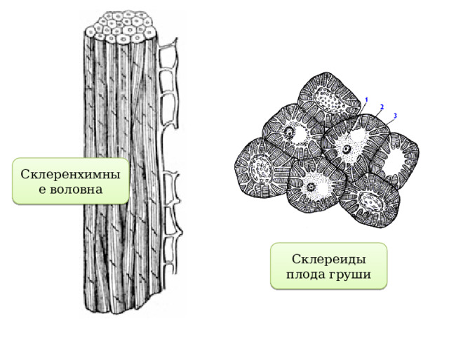 Склеренхимные воловна Склереиды плода груши 