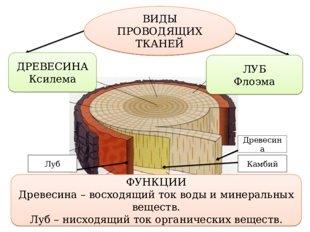 Луб древесина камбий схема