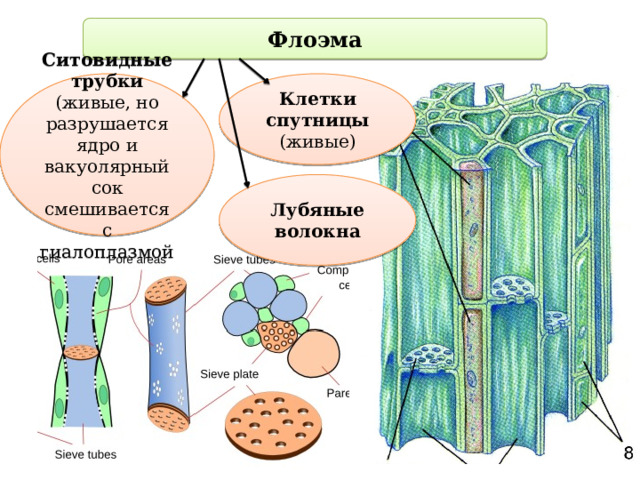 Флоэма Ситовидные трубки (живые, но разрушается ядро и вакуолярный сок смешивается с гиалоплазмой Клетки спутницы (живые) Лубяные волокна 