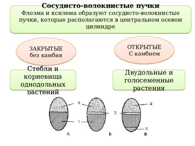 Сосудисто-волокнистые пучки Флоэма и ксилема образуют сосудисто-волокнистые пучки, которые располагаются в центральном осевом цилиндре ОТКРЫТЫЕ С камбием ЗАКРЫТЫЕ без камбия Стебли и корневища однодольных растений Двудольные и голосеменные растения 