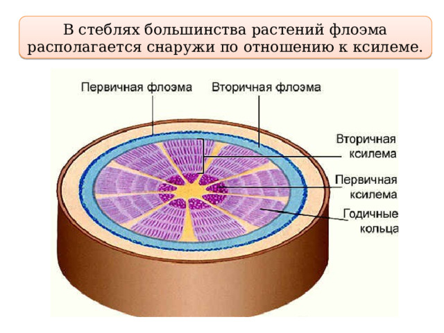 В стеблях большинства растений флоэма располагается снаружи по отношению к ксилеме. 