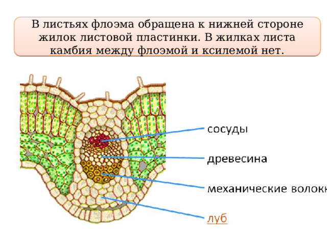 В листьях флоэма обращена к нижней стороне жилок листовой пластинки. В жилках листа камбия между флоэмой и ксилемой нет. 