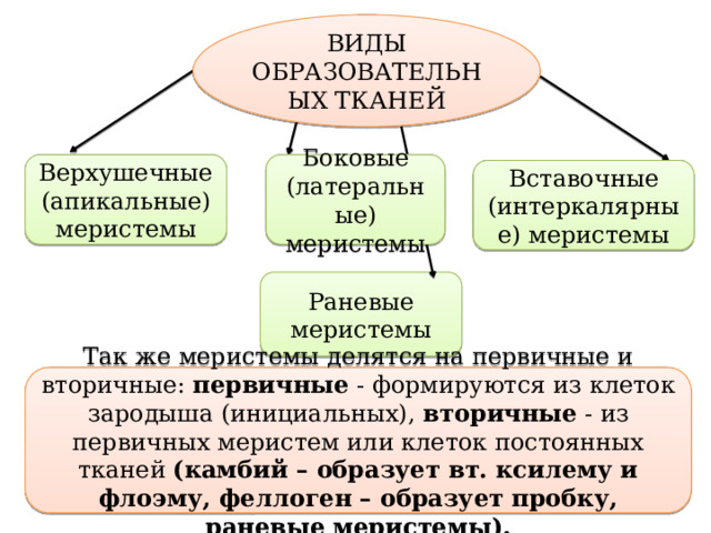 ВИДЫ ОБРАЗОВАТЕЛЬНЫХ ТКАНЕЙ Верхушечные (апикальные) меристемы Боковые (латеральные) меристемы Вставочные (интеркалярные) меристемы Раневые меристемы Так же меристемы делятся на первичные и вторичные: первичные - формируются из клеток зародыша (инициальных), вторичные - из первичных меристем или клеток постоянных тканей (камбий – образует вт. ксилему и флоэму, феллоген – образует пробку, раневые меристемы). 