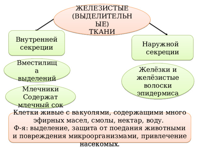 ЖЕЛЕЗИСТЫЕ (ВЫДЕЛИТЕЛЬНЫЕ) ТКАНИ Внутренней секреции Наружной секреции Вместилища выделений Желёзки и желёзистые волоски эпидермиса Млечники Содержат млечный сок Клетки живые с вакуолями, содержащими много эфирных масел, смолы, нектар, воду. Ф-я: выделение, защита от поедания животными и повреждения микроорганизмами, привлечение насекомых. 