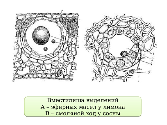 Вместилища выделений А – эфирных масел у лимона В – смоляной ход у сосны 