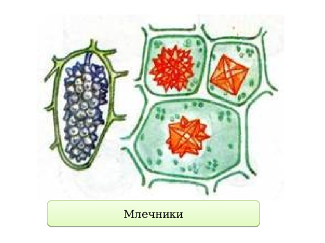 Млечники 